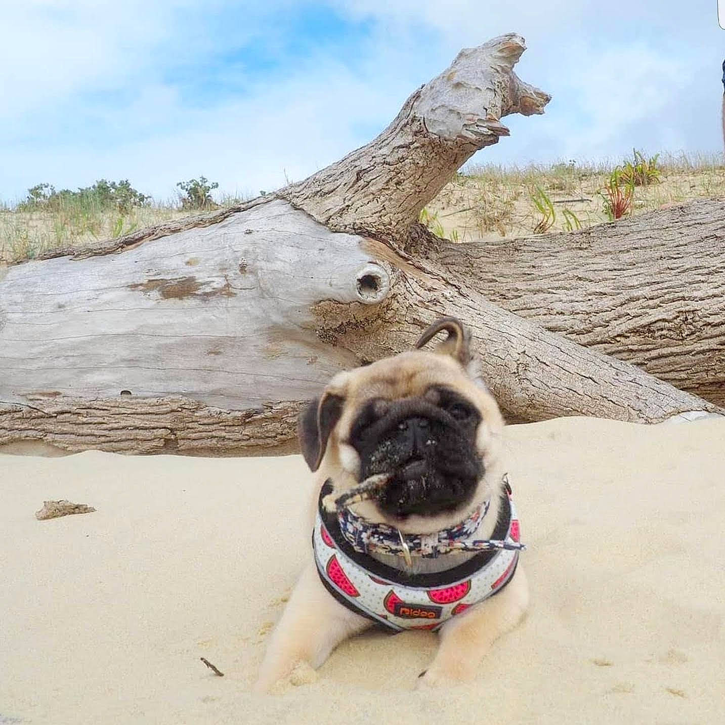 Drogo a rejoint le concours — aidez-le/la à gagner de superbes lots ! carnivore, cloud, collar, companion_dog, dog, dog_breed, dog_collar, dog_supply, fawn, landscape, pet_supply, plant, pug, sand, sky, snout, sporting_group, tree, wood, working_animal