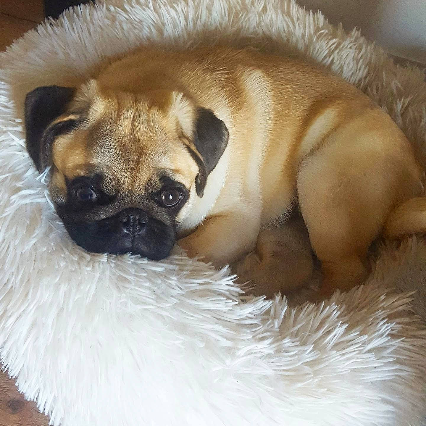 Drogo a rejoint le concours — aidez-le/la à gagner de superbes lots ! ancient_dog_breeds, bored, canidae, carnivore, comfort, companion_dog, dog, dog_breed, fawn, fur, non_sporting_group, pug, snout, sporting_group, terrestrial_animal, toy_dog, whiskers, working_animal, wrinkle