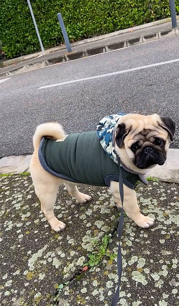 Drogo participe au concours pour gagner de l'argent avec cette photo : carnivore, collar, companion_dog, dog, dog_breed, dog_clothes, dog_collar, dog_supply, fawn, grass, leash, line, mammal, plant, pug, road_surface, snout, toy_dog, working_animal, wrinkle