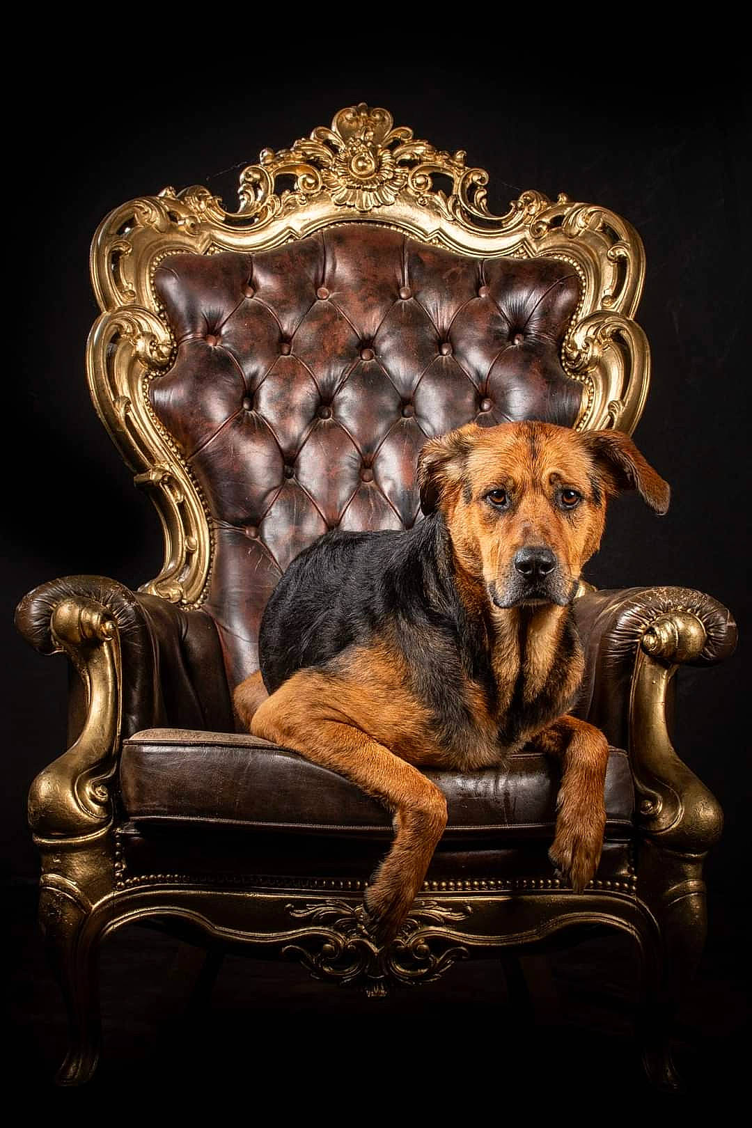 As a rejoint le concours — aidez-le/la à gagner de superbes lots ! art, carnivore, chair, club_chair, companion_dog, dog, dog_breed, fawn, felidae, furniture, metal, painting, picture_frame, plant, rectangle, room, terrestrial_animal, visual_arts, window, wood