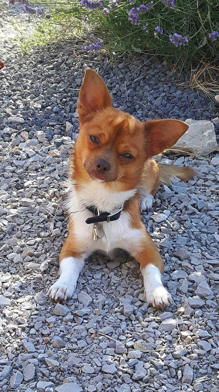 Nao a rejoint le concours — aidez-le/la à gagner de superbes lots ! ancient_dog_breeds, canidae, carnivore, collar, companion_dog, dog, dog_breed, fawn, fur, non_sporting_group, plant, road_surface, snout, soil, sporting_group, tail, terrestrial_animal, terrier, whiskers, wildlife