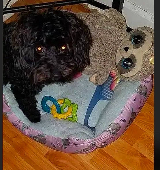 Mona Lisa is registered to the contest to win money with this photo: affenpinscher, bolonka, canidae, carnivore, cavapoo, cockapoo, companion_dog, dog, dog_breed, havanese, mammal, non_sporting_group, pekapoo, portuguese_water_dog, puppy, schnoodle, shih_poo, shih_tzu, sporting_group, toy_dog