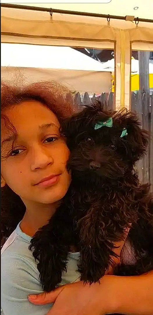 Mona Lisa joined the competition — help win amazing prizes! black_hair, bolonka, brown_hair, canidae, companion_dog, dog, dog_breed, ear, fawn, hair, hair_coloring, liver, long_hair, photography, ringlet, schnoodle, selfie