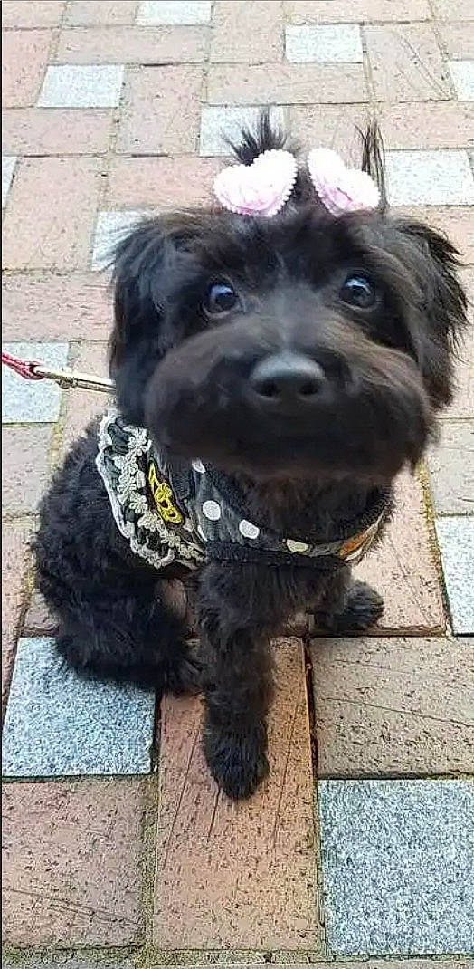 Mona Lisa is registered to the contest to win money with this photo: affenpinscher, bolonka, canidae, carnivore, companion_dog, dog, dog_breed, havanese, mammal, pekapoo, poodle_crossbreed, puppy, rare_breed_dog, schnoodle, shih_poo, snout, sporting_group, terrier, vertebrate, yorkipoo