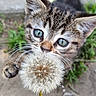 Moshi is registered to the contest to win money with this photo: animal, cat, close_up, curious, cute, dandelion, eyes, feline, flower, greenery, kitten, nature, outdoor, paw, pet, plant, playful, small, whiskers, young_animal