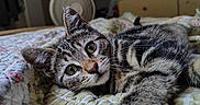 Moshi joined the competition — help win amazing prizes! animal, bed, cat, closeup, cozy, cute, domestic, ears, eyes, floral, fur, indoor, kitten, pet, quilt, relaxing, sleepy, tabby, whiskers, young