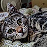 animal, bed, cat, closeup, cozy, cute, domestic, ears, eyes, floral, fur, indoor, kitten, pet, quilt, relaxing, sleepy, tabby, whiskers, young
