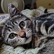 Moshi joined the competition — help win amazing prizes! animal, bed, cat, close_up, cozy, cute, ears, eyes, floral_pattern, fur, indoor, kitten, lying_down, pet, portrait, quilt, relaxed, soft_lighting, tabby, whiskers