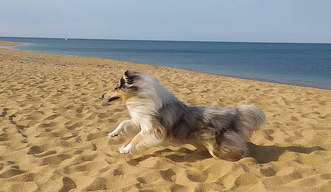 Pondi participe au concours pour gagner de l'argent avec cette photo : beach, canidae, carnivore, coast, companion_dog, dog, dog_breed, fawn, fur, horizon, landscape, ocean, sand, shore, sky, sporting_group, water, wave, wind, wind_wave