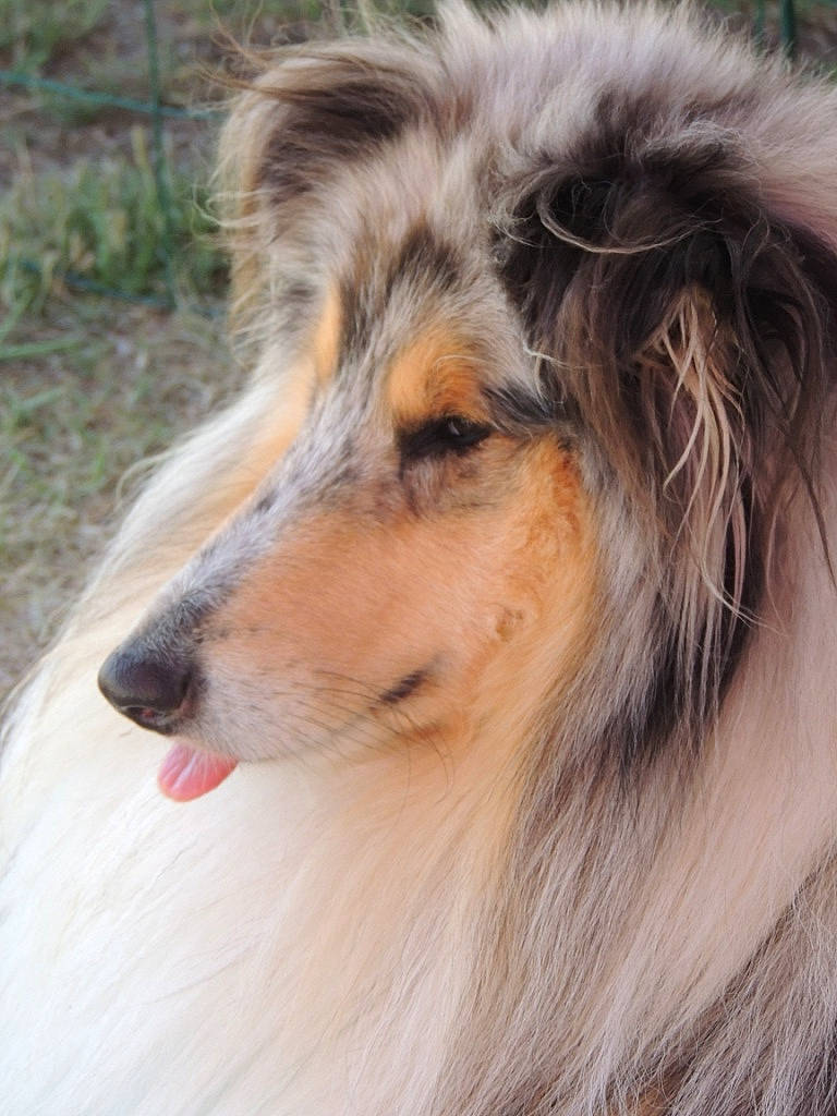 Pondi a rejoint le concours — aidez-le/la à gagner de superbes lots ! australian_collie, carnivore, close_up, collie, companion_dog, dog, dog_breed, fur, herding_dog, plant, rough_collie, scotch_collie, shetland_sheepdog, snout, sporting_group, terrestrial_animal, whiskers, wildlife, working_animal, working_dog