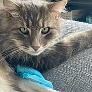 Bounty a rejoint le concours — aidez-le/la à gagner de superbes lots ! cat, fluffy, gray_cat, close_up, indoor, couch, blanket, feline, pet, relaxed, whiskers, green_eyes, fur, domestic_cat, home, resting, cozy, texture, animal, cute