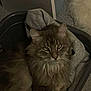 Bounty participe au concours pour gagner de l'argent avec cette photo : cat, fluffy, basket, gray_cloth, indoor, pet, feline, relaxed, cozy, fur, whiskers, ears, eyes, home, animal, comfort, resting, domestic, quiet, soft