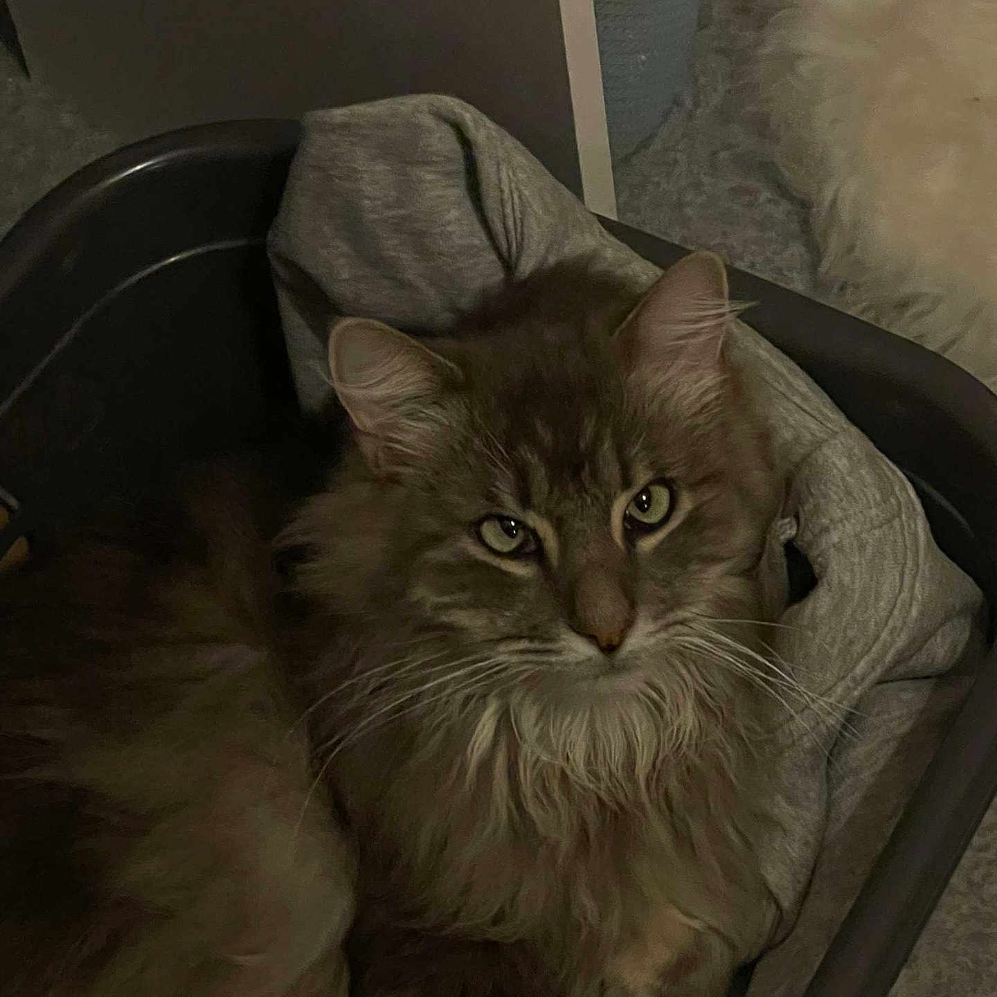 Bounty participe au concours pour gagner de l'argent avec cette photo : animal, basket, cat, comfort, cozy, domestic, ears, eyes, feline, fluffy, fur, gray_cloth, home, indoor, pet, quiet, relaxed, resting, soft, whiskers