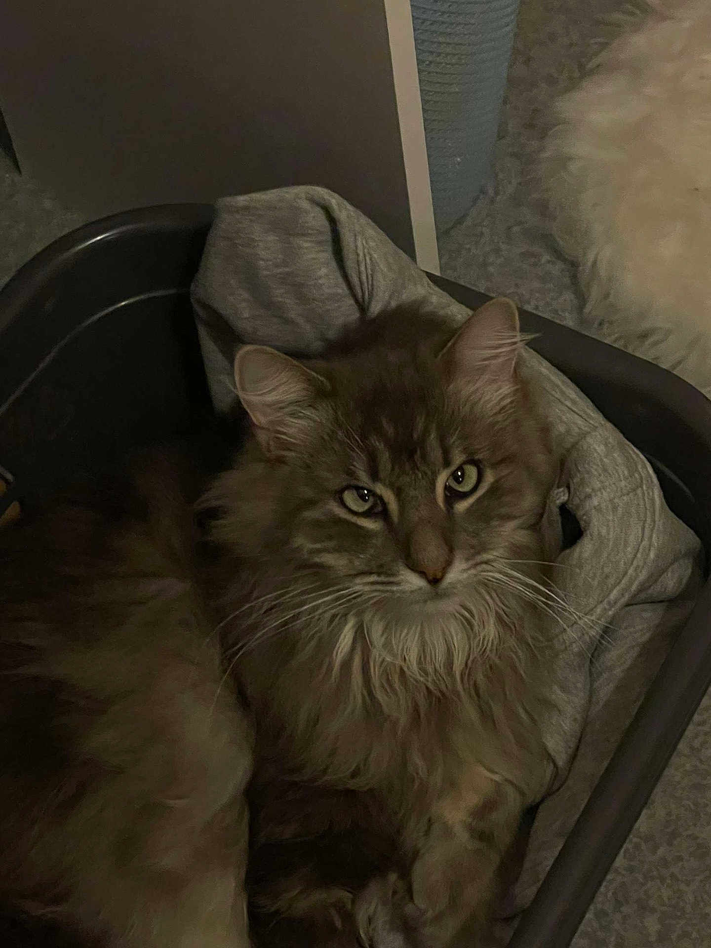 Bounty participe au concours pour gagner de l'argent avec cette photo : cat, fluffy, basket, gray_cloth, indoor, pet, feline, relaxed, cozy, fur, whiskers, ears, eyes, home, animal, comfort, resting, domestic, quiet, soft
