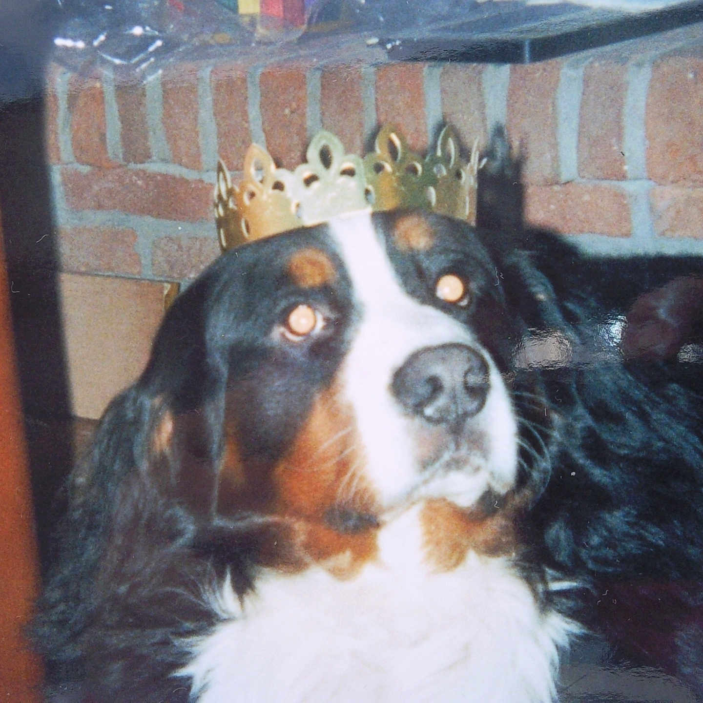 Max participe au concours pour gagner de l'argent avec cette photo : accessories, animal, appenzeller, brick, canine, cockerspaniel, crown, dog, face, fireplace, head, hound, indoors, jewelry, person, pet, photography, puppy, saintbernard, tiara