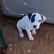Diesel is registered to the contest to win money with this photo: puppy, dog, white, black_patch, dirt, outdoor, young, pet, animal, sitting, looking_up, curious, small, cute, ears, nose, paw, ground, container, metal_pole