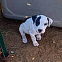 puppy, dog, white, black_patch, dirt, outdoor, young, pet, animal, sitting, looking_up, curious, small, cute, ears, nose, paw, ground, container, metal_pole