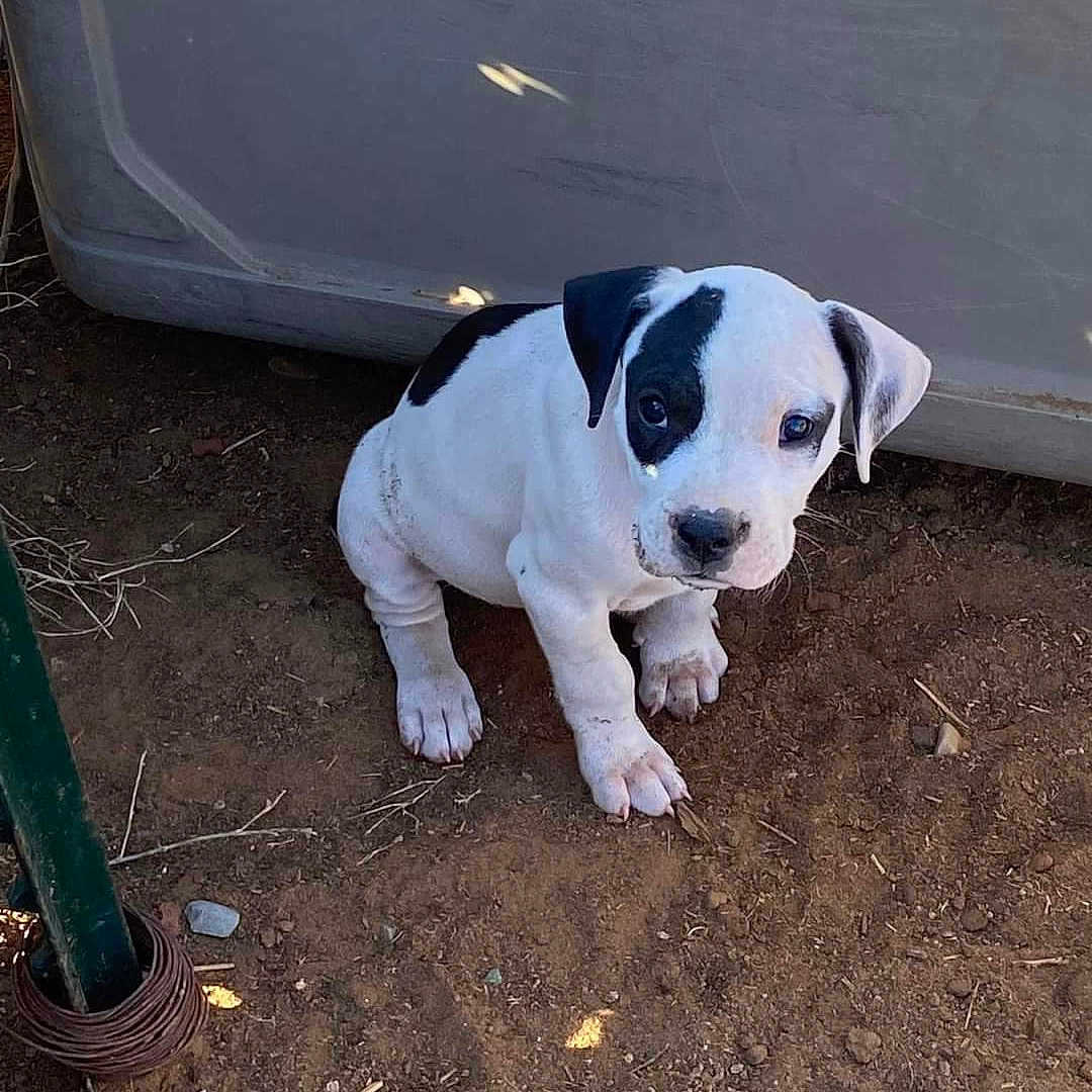 Diesel is registered to the contest to win money with this photo: animal, black_patch, container, curious, cute, dirt, dog, ears, ground, looking_up, metal_pole, nose, outdoor, paw, pet, puppy, sitting, small, white, young