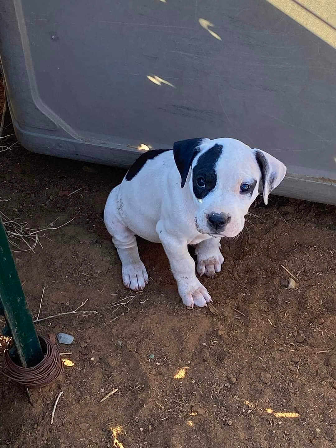 Diesel is registered to the contest to win money with this photo: puppy, dog, white, black_patch, dirt, outdoor, young, pet, animal, sitting, looking_up, curious, small, cute, ears, nose, paw, ground, container, metal_pole