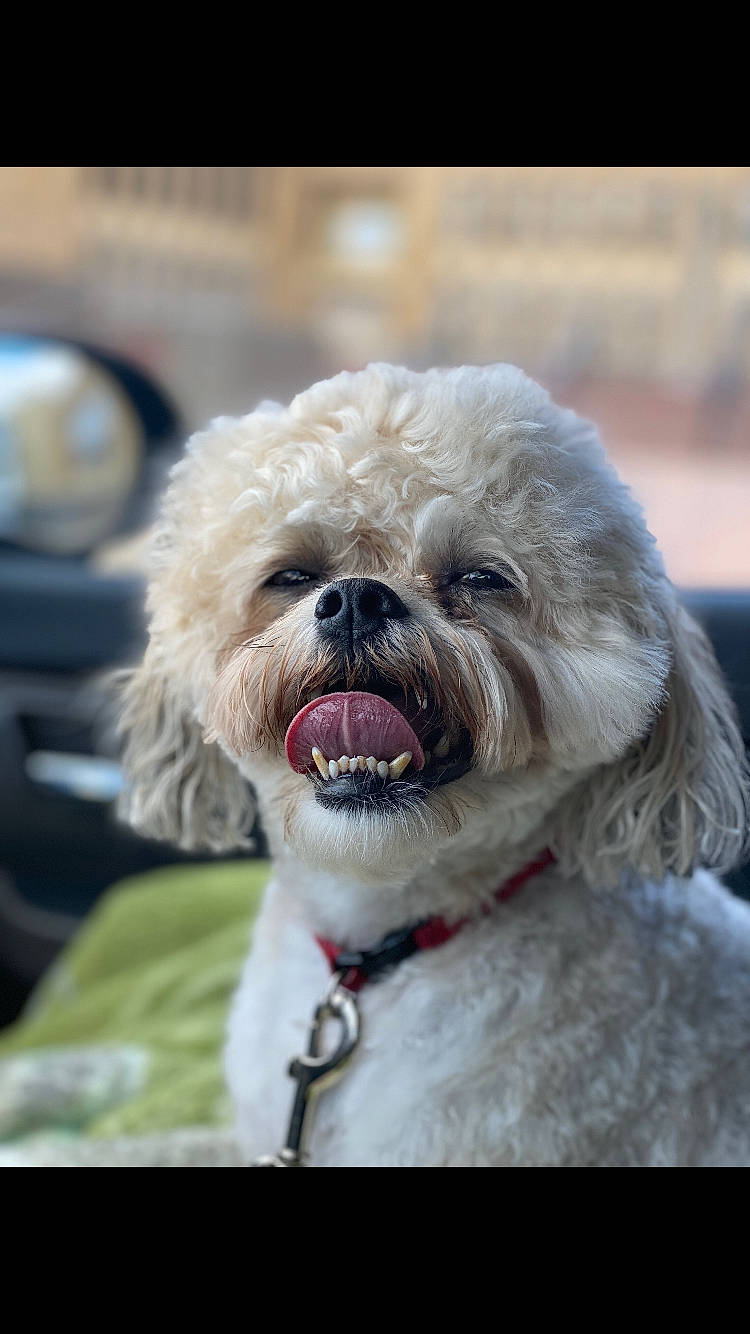 Tucker joined the competition — help win amazing prizes! bolonka, canidae, carnivore, chinese_imperial_dog, companion_dog, dog, dog_breed, lhasa_apso, maltepoo, maltese, mammal, morkie, pekapoo, poodle_crossbreed, puppy, rare_breed_dog, shih_tzu, snout, sporting_group, toy_dog