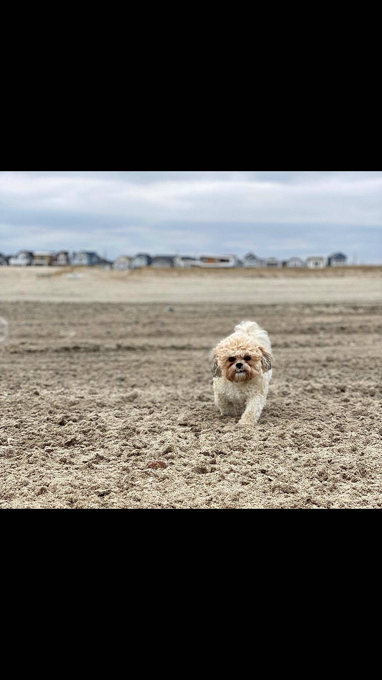Tucker joined the competition — help win amazing prizes! beach, canidae, carnivore, cavachon, cockapoo, dog, dog_breed, goldendoodle, havanese, labradoodle, lagotto_romagnolo, landscape, lhasa_apso, maltese, petit_basset_griffon_vendeen, photograph, photography, sand, sea, sporting_group