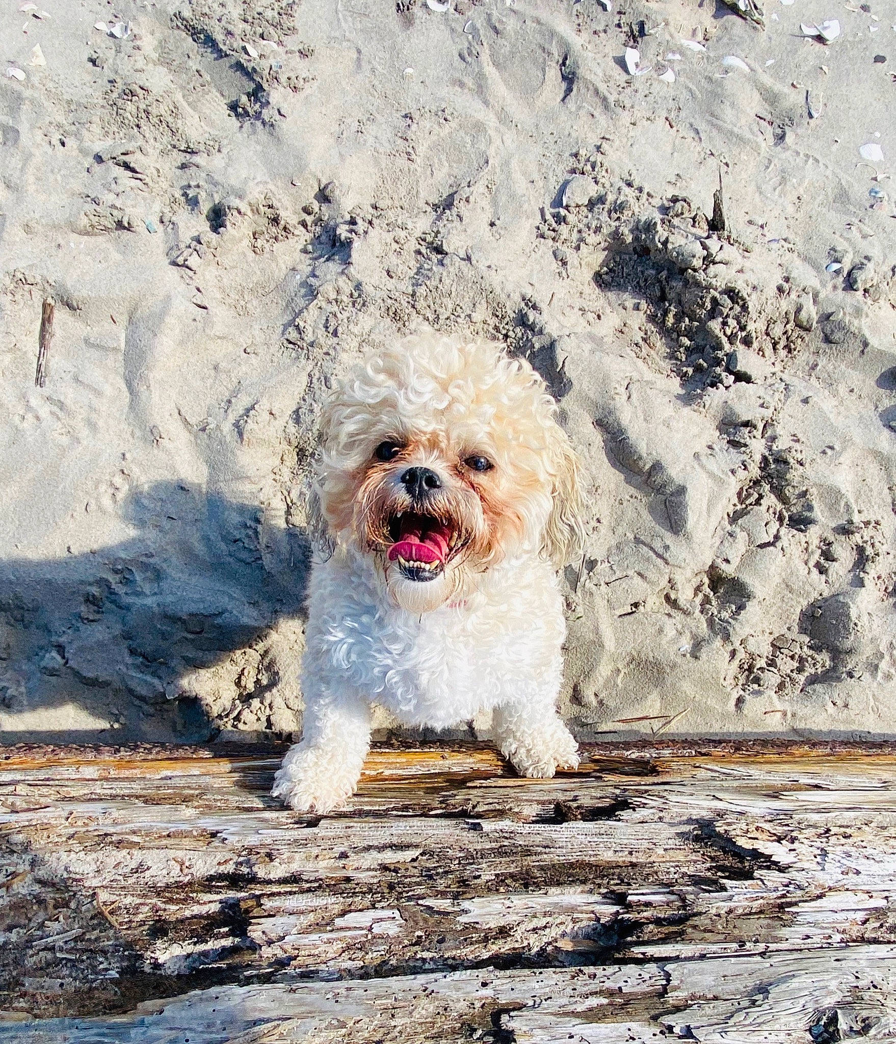 Tucker joined the competition — help win amazing prizes! canidae, carnivore, cavachon, cockapoo, companion_dog, dog, dog_breed, havanese, lhasa_apso, maltese, mammal, non_sporting_group, poodle_crossbreed, puppy, rare_breed_dog, shih_tzu, sporting_group, terrier, tibetan_terrier, toy_dog