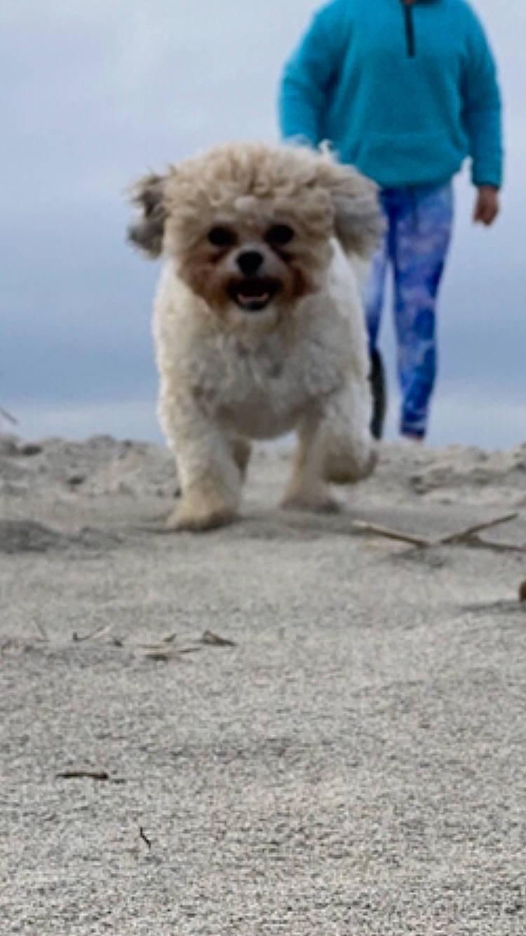 Tucker is registered to the contest to win money with this photo: canidae, carnivore, cavachon, cockapoo, companion_dog, dog, dog_breed, havanese, lagotto_romagnolo, maltepoo, mammal, miniature_poodle, poodle, poodle_crossbreed, puppy, spanish_water_dog, sporting_group, toy_dog, toy_poodle, vertebrate