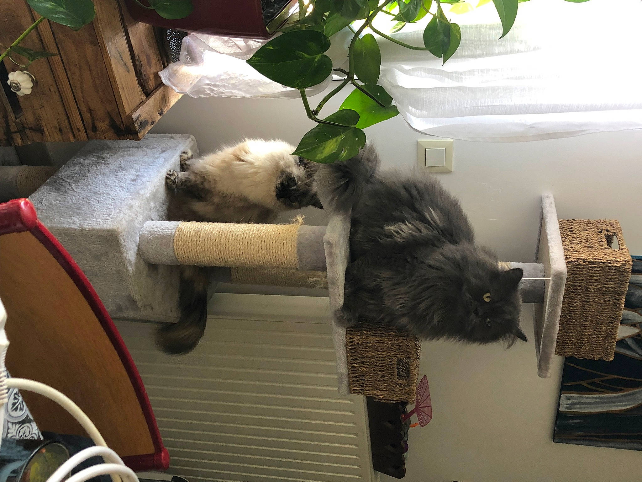 Ouragan participe au concours pour gagner de l'argent avec cette photo : canidae, carnivore, cat, companion_dog, felidae, fur, herb, mammal, plant, room, small_to_medium_sized_cats, sporting_group, tail, tree, vertebrate