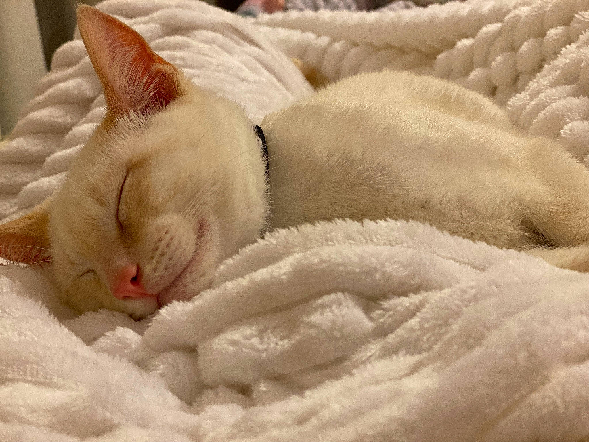 Finley Buck joined the competition — help win amazing prizes! carnivore, cat, cat_bed, cat_supply, claw, comfort, domestic_short_haired_cat, eye, fawn, felidae, fur, linens, nap, paw, sleep, small_to_medium_sized_cats, snout, tail, terrestrial_animal, whiskers