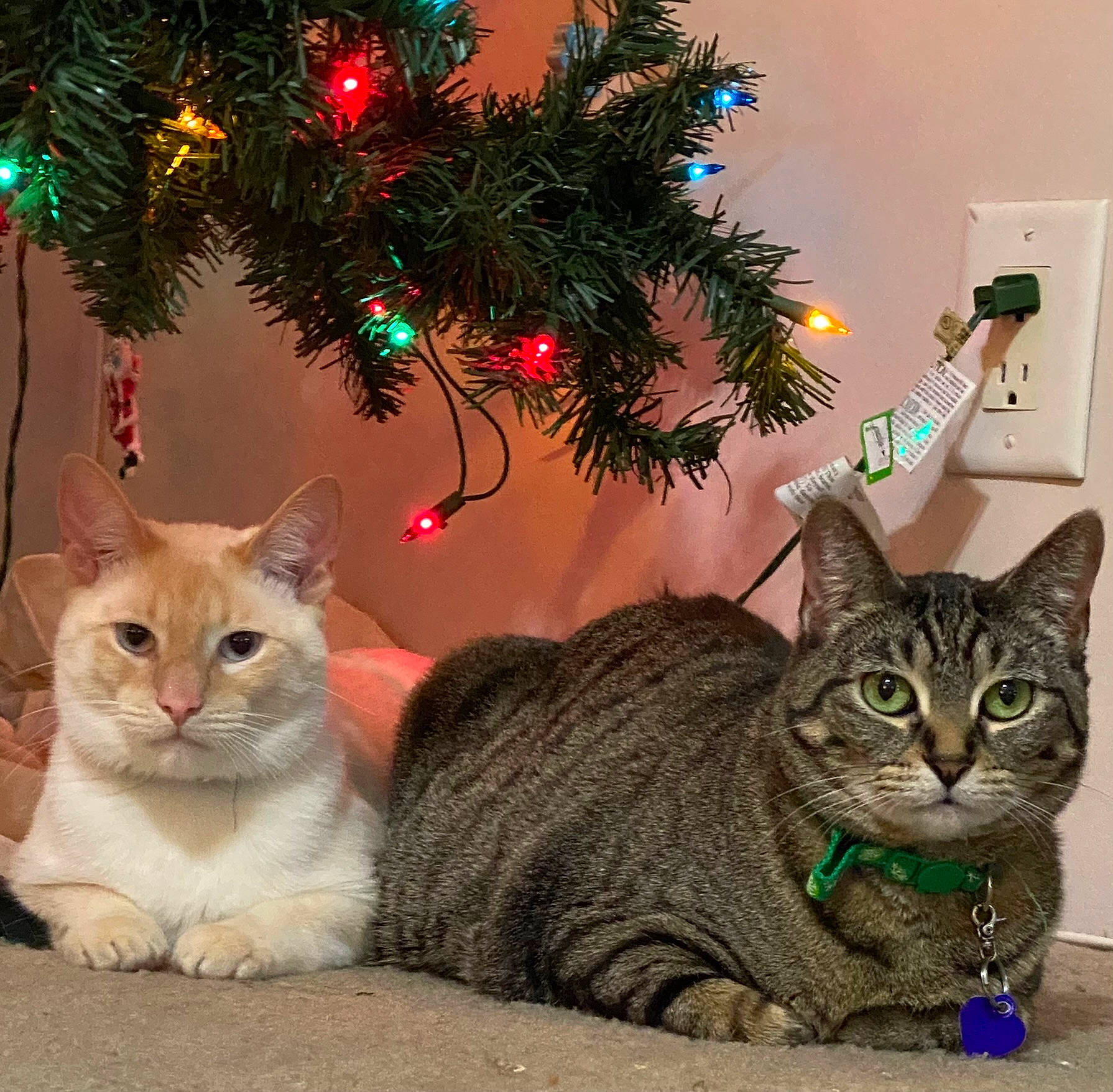 Finley Buck is registered to the contest to win money with this photo: carnivore, cat, christmas_decoration, christmas_ornament, christmas_tree, conifer, domestic_short_haired_cat, event, evergreen, fawn, felidae, fur, holiday, holiday_ornament, ornament, plant, small_to_medium_sized_cats, tail, tree, whiskers