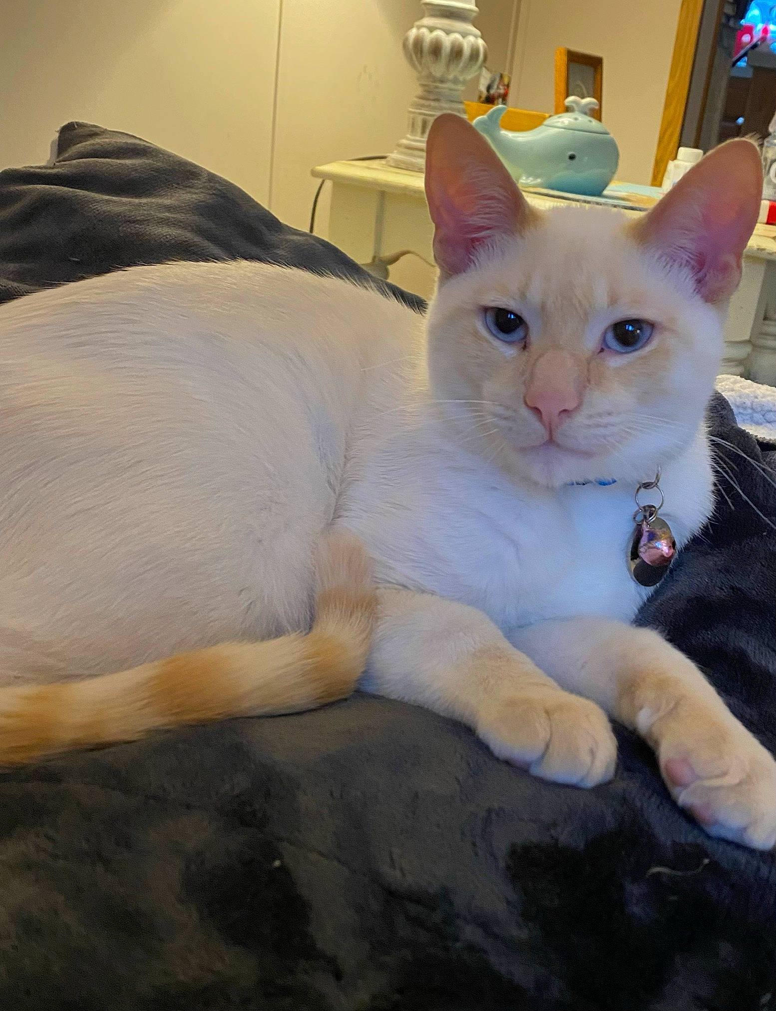 Finley Buck joined the competition — help win amazing prizes! carnivore, cat, claw, comfort, domestic_short_haired_cat, eye, fawn, felidae, fur, head, paw, room, sitting, small_to_medium_sized_cats, snout, tail, whiskers