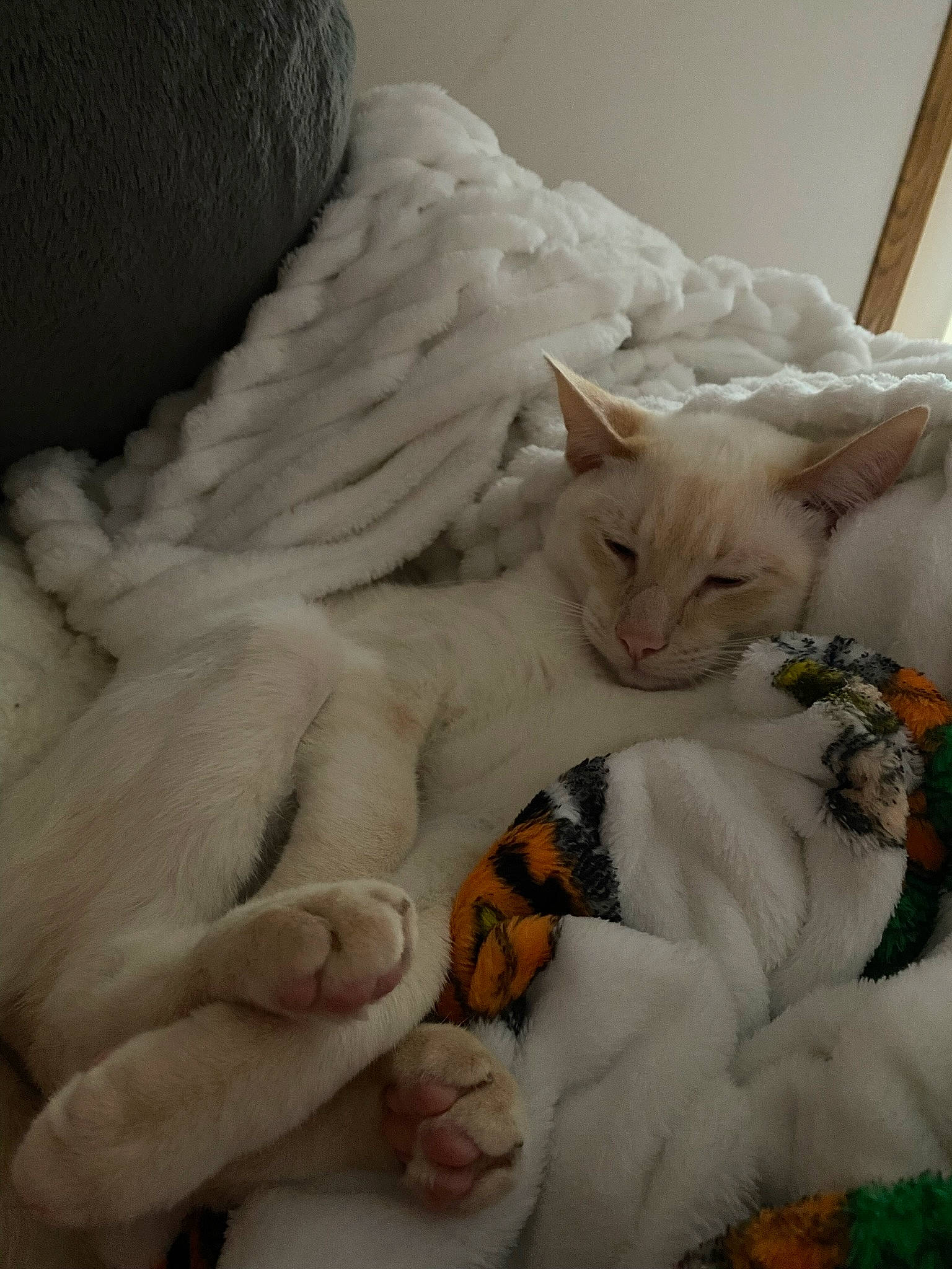 Finley Buck is registered to the contest to win money with this photo: bed, bed_sheet, bedding, blanket, carnivore, cat, cat_supply, comfort, domestic_short_haired_cat, duvet, felidae, fur, grey, linens, paw, small_to_medium_sized_cats, tail, throw_pillow, whiskers, wood