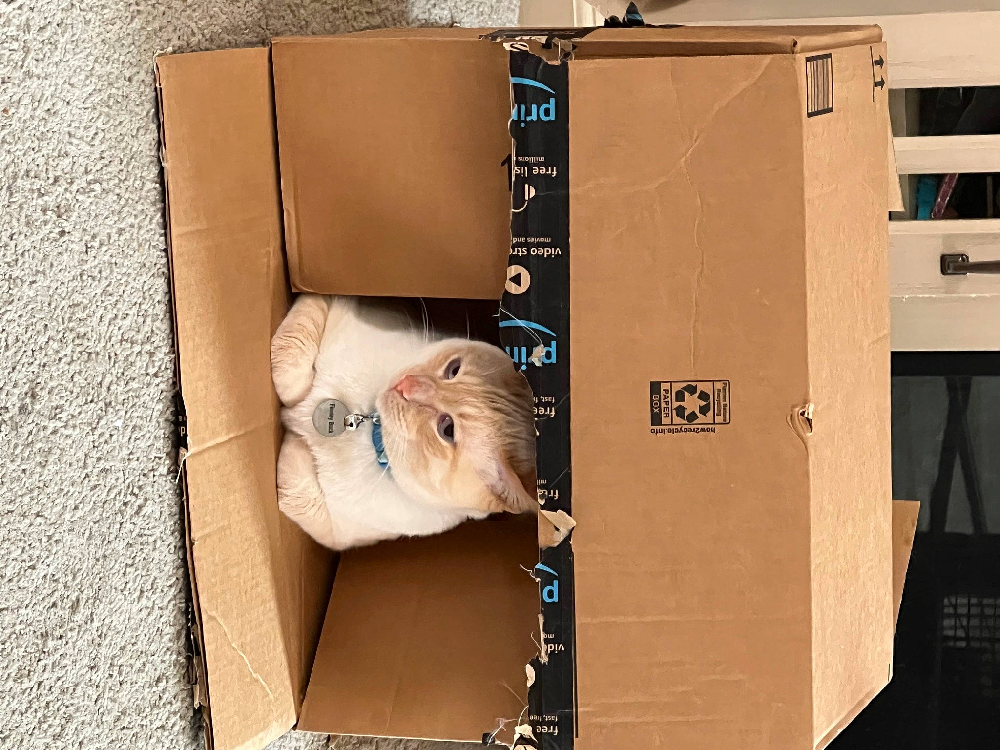 Finley Buck is registered to the contest to win money with this photo: art, audio_equipment, baby, box, cardboard, carton, computer_hardware, electrical_wiring, font, machine, packing_materials, paper, paper_product, room, shipping_box, toy, wood