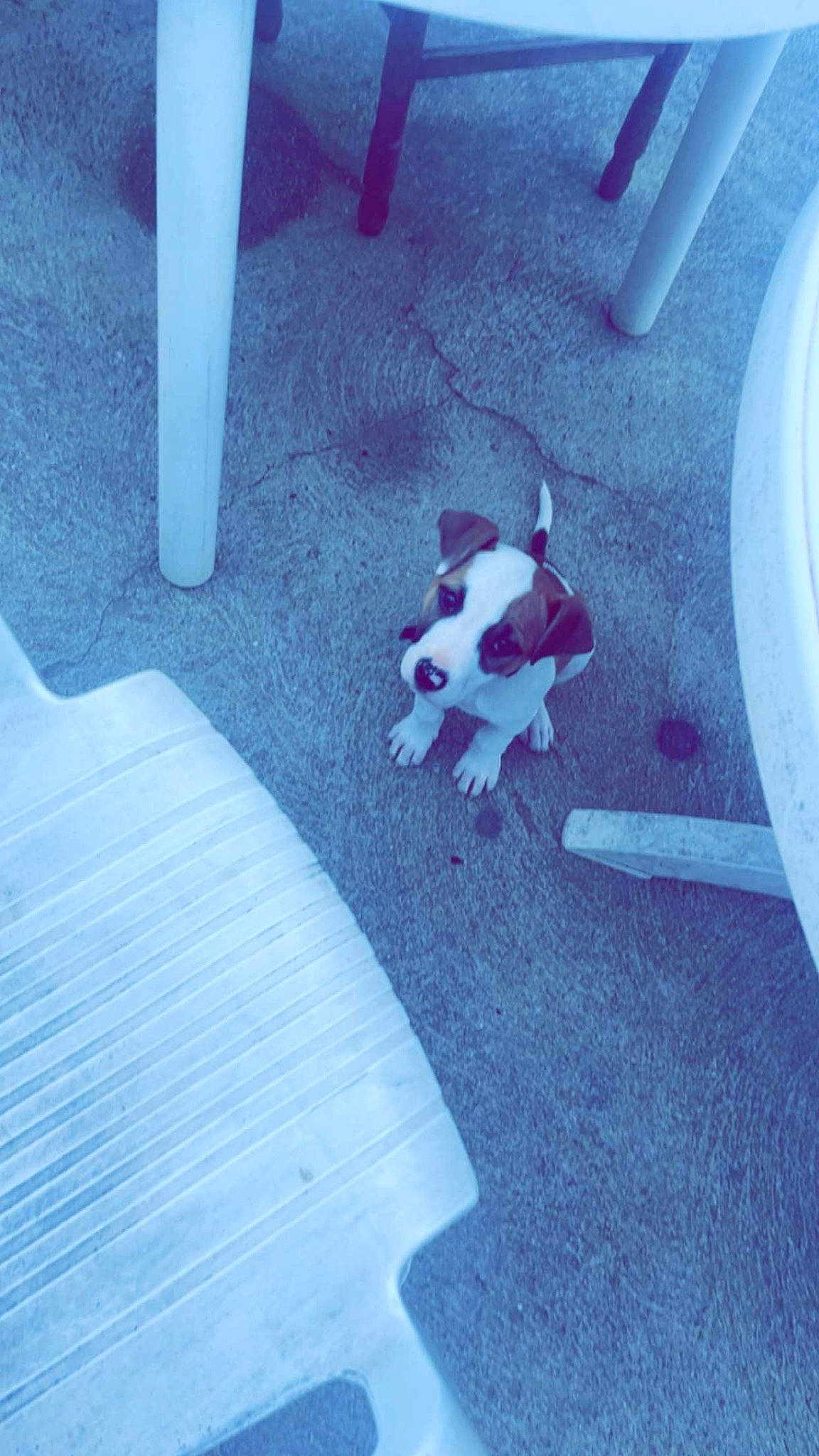 Naya a rejoint le concours — aidez-le/la à gagner de superbes lots ! asphalt, automotive_tire, carnivore, cloud, companion_dog, dog, dog_breed, electric_blue, fawn, floor, flooring, hardwood, light, line, road_surface, sky, tail, tints_and_shades, white, wood