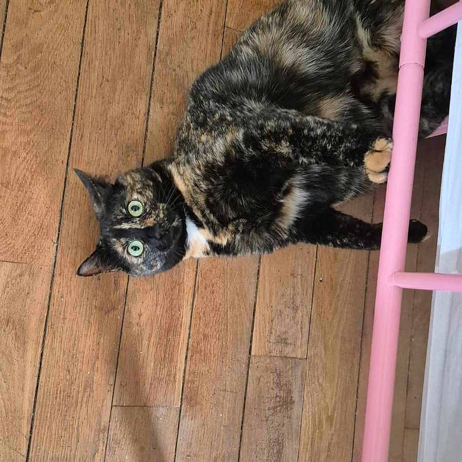 Bousmaille Ruba participe au concours pour gagner de l'argent avec cette photo : animal, cat, colorful_rug, curious, domestic_cat, feline, flooring, fur, green_eyes, home, indoor, looking_up, lying_down, paws, pet, pink_bed_frame, rug, tortoiseshell, whiskers, wooden_floor