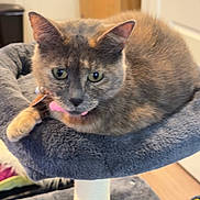 Zinnia is registered to the contest to win money with this photo: animal, cat, cat_tree, collar, cute, domestic, door, ears, feline, fur, gray_cat, household, indoor, looking, perch, pet, relaxed, resting, whiskers, wood_floor