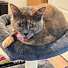 animal, cat, cat_tree, collar, cute, domestic, door, ears, feline, fur, gray_cat, household, indoor, looking, perch, pet, relaxed, resting, whiskers, wood_floor