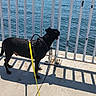 Junior joined the competition — help win amazing prizes! animal, black_dog, blue_sky, concrete, daytime, dog, leash, looking, metal_railing, ocean, outdoor, pet, pier, railing, shadow, sky, standing, sunny, water, yellow_leash