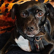 Junior is registered to the contest to win money with this photo: animal, black_dog, blanket, brown_eyes, close_up, collar, cozy, cute, dog, ears, fur, harness, indoor, looking_at_camera, lying_down, nose, pet, portrait, resting, whiskers