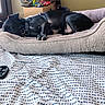 Junior joined the competition — help win amazing prizes! bedroom, black_dog, blanket, collar, cozy, dog, dog_bed, dresser, furniture, harness, home, indoor, mirror, patterned_blanket, pet, relaxing, resting, sleeping, soft_light, window