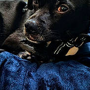 Junior joined the competition — help win amazing prizes! dog, black_dog, pet, animal, lying_down, blanket, blue_blanket, fur, close_up, indoor, cozy, resting, cute, portrait, canine, relaxed, bed, comfort, soft_texture, calm