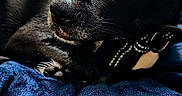Junior joined the competition — help win amazing prizes! animal, bed, black_dog, blanket, blue_blanket, calm, canine, close_up, comfort, cozy, cute, dog, fur, indoor, lying_down, pet, portrait, relaxed, resting, soft_texture