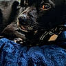 dog, black_dog, pet, animal, lying_down, blanket, blue_blanket, fur, close_up, indoor, cozy, resting, cute, portrait, canine, relaxed, bed, comfort, soft_texture, calm