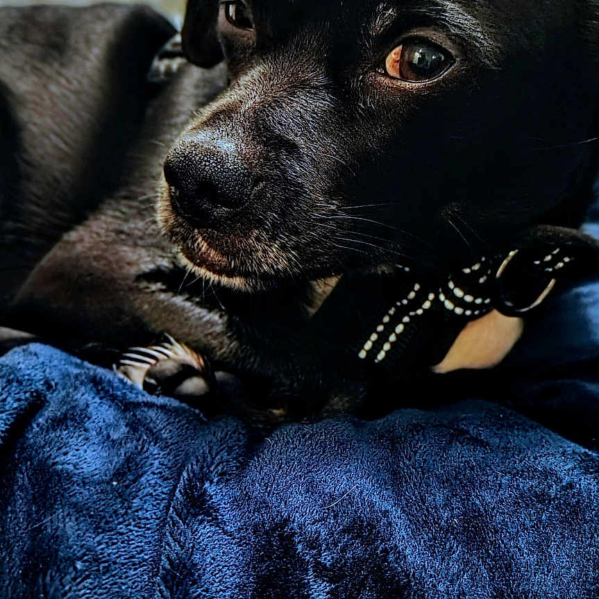 Junior