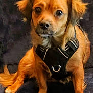 Pretty joined the competition — help win amazing prizes! dog, small_dog, brown_dog, pet, animal, sitting, harness, indoor, couch, fur, ears, tail, looking, cute, domestic_animal, companion, canine, portrait, closeup, furniture