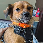 Pretty joined the competition — help win amazing prizes! animal, bed, black_harness, brown_dog, canine, companion, cute, dog, domestic_animal, furniture, hand, indoor, looking_at_camera, orange_collar, pet, portrait, relaxed, sitting, small_dog, wall