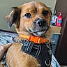 animal, bed, black_harness, brown_dog, canine, companion, cute, dog, domestic_animal, furniture, hand, indoor, looking_at_camera, orange_collar, pet, portrait, relaxed, sitting, small_dog, wall