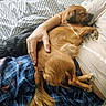 Pretty joined the competition — help win amazing prizes! animal, bed, black_dog, blanket, brown_dog, casual, comfort, cozy, dog, hand, indoor, pajamas, person, pet, plaid, relaxing, resting, sleeping_dog, snuggling, tshirt