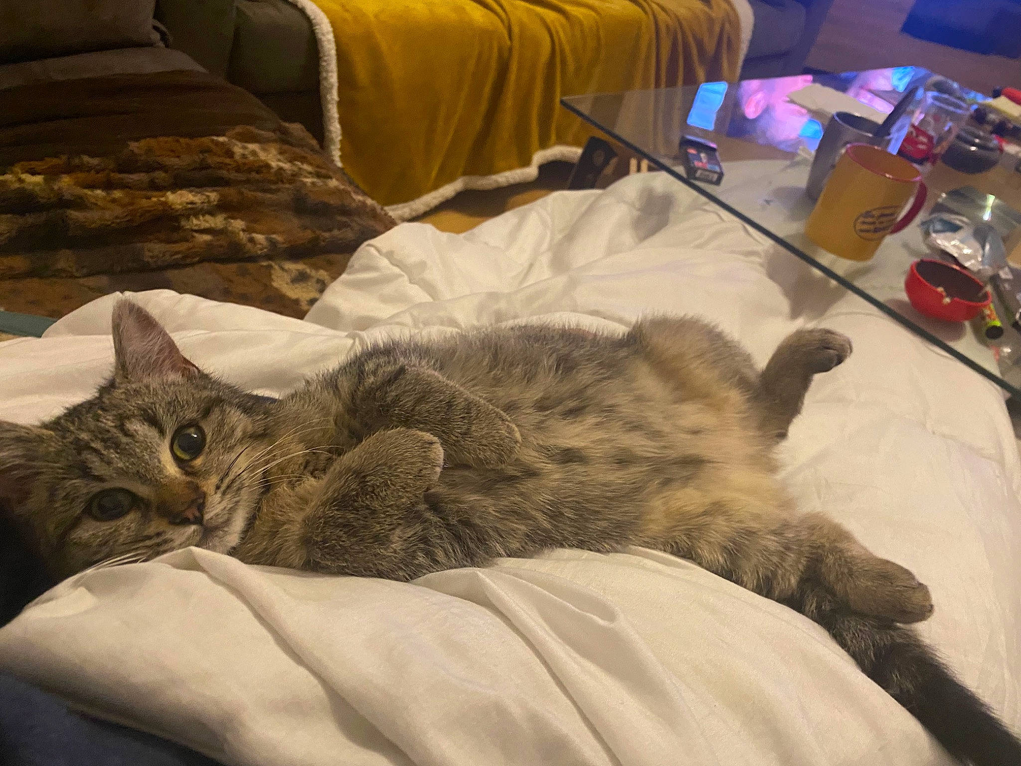 Chipie participe au concours pour gagner de l'argent avec cette photo : bed, bed_sheet, bedding, carnivore, cat, comfort, couch, domestic_short_haired_cat, felidae, flooring, fur, furniture, grey, linens, paw, room, small_to_medium_sized_cats, tail, textile, whiskers