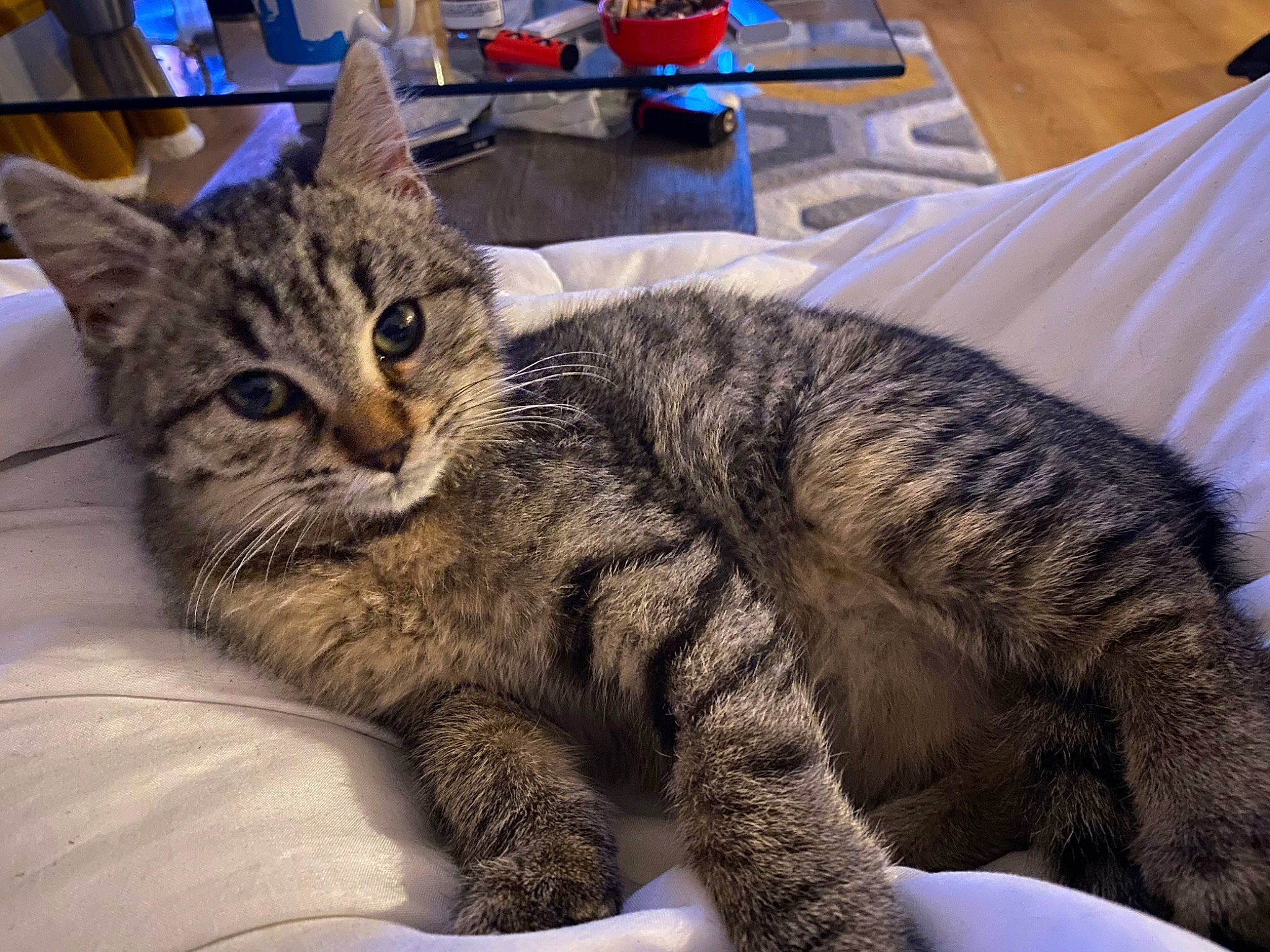 Chipie a rejoint le concours — aidez-le/la à gagner de superbes lots ! carnivore, cat, claw, comfort, domestic_short_haired_cat, felidae, fur, paw, small_to_medium_sized_cats, terrestrial_animal, whiskers